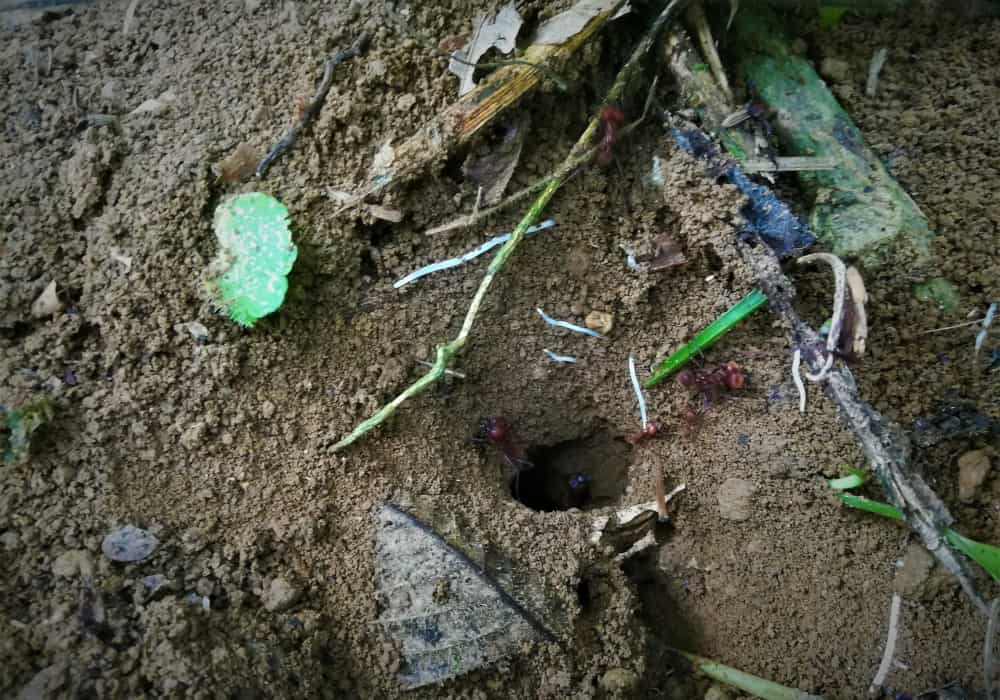 Nido de Hormigas Cortadoras de Hojas - Zompopas