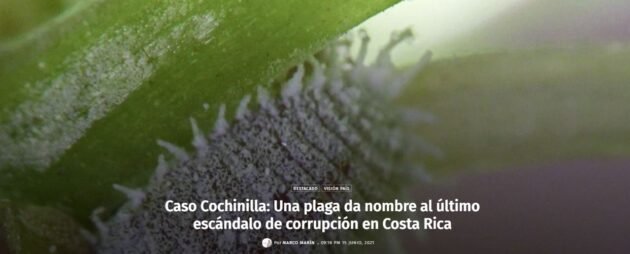 Cochinilla Algodonosa, insecto plaga en las plantas. Nombre dado al Caso Cochinilla