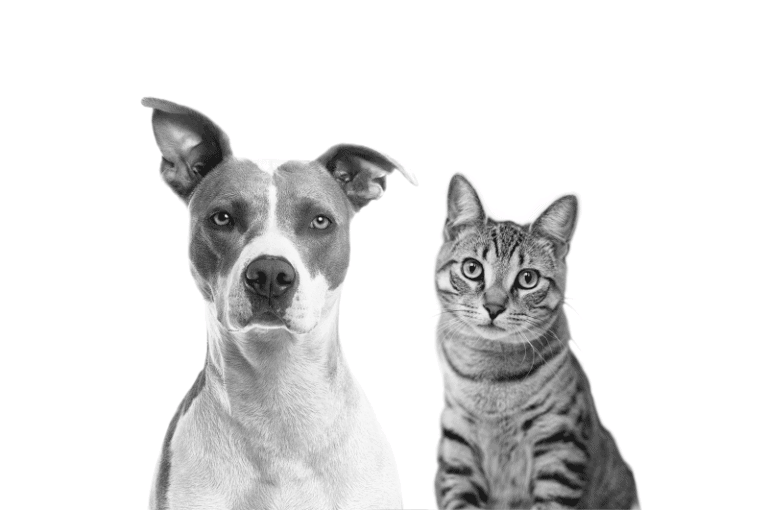 Perros y Gatos Caneche, en color blanco y negro